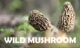 wild mushrooms during pregnancy