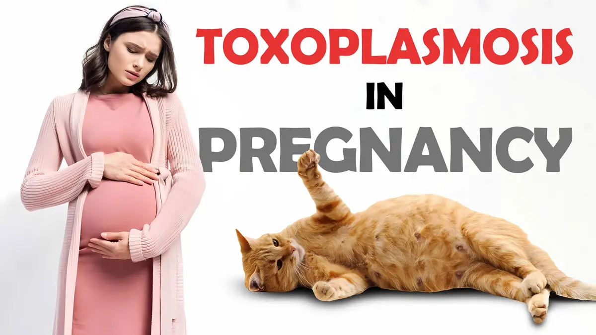 TOXOPLASMOSIS During Pregnancy